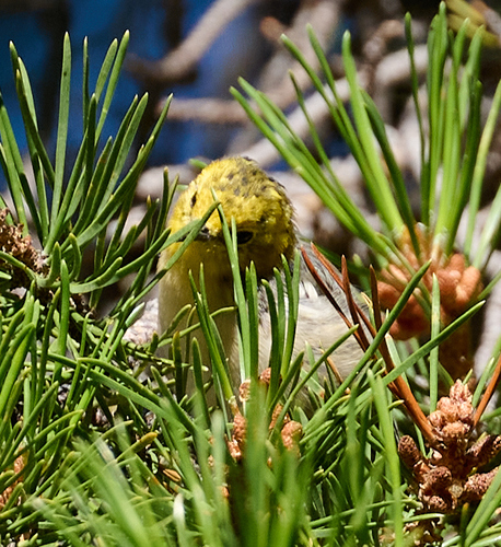 iNaturalist observation photo of Hermit Warbler