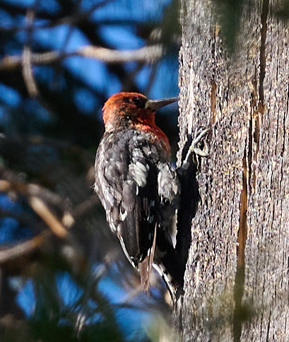 iNaturalist observation photo of Red-breasted Sapsucker