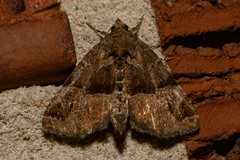 Niphonyx segregata