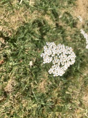 Achillea millefolium