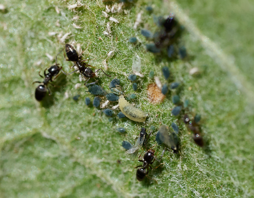 iNaturalist observation photo of Aphid Flies