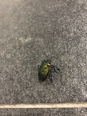 Rhyssocephala infuscata