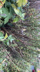 Argiope bruennichi