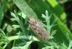 Bryotropha senectella