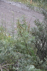 Astragalus galegiformis