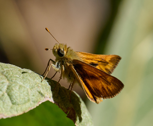 iNaturalist observation photo of Woodland Skipper