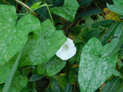 Calystegia sepium