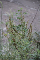 Astragalus galegiformis