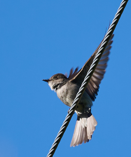 iNaturalist observation photo of Western Wood-Pewee