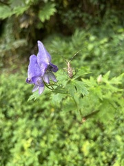 Aconitum fukutomei