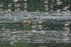 Limnodromus griseus hendersoni