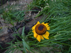 Helenium bigelovii