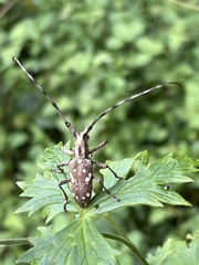 Paraleprodera itzingeri