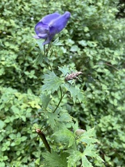 Aconitum fukutomei