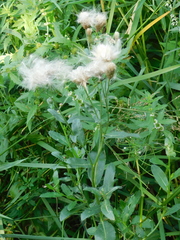Cirsium arvense
