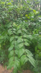 Jasminum officinale