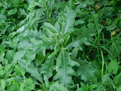 Cirsium arvense