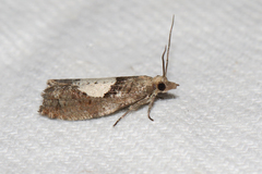Epinotia brunnichana