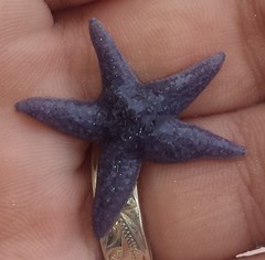 Asterias