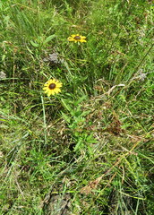 Rudbeckia fulgida spathulata