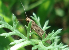 Bryotropha senectella