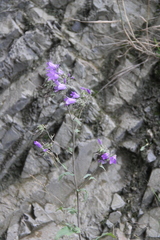 Campanula sibirica