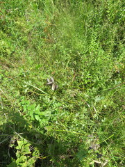 Baptisia australis aberrans