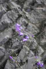 Campanula sibirica
