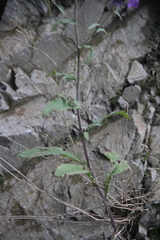 Campanula sibirica