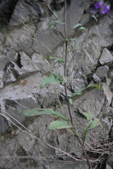 Campanula sibirica
