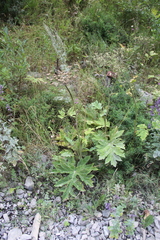 Heracleum asperum