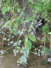 Eryngium integrifolium