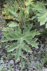 Heracleum asperum