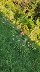Impatiens glandulifera