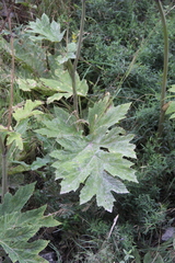 Heracleum asperum
