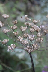 Heracleum asperum