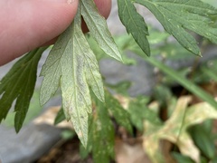 Calycomyza artemisiae