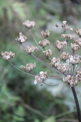 Heracleum asperum