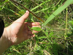 Silphium asteriscus latifolium