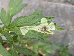 Calycomyza artemisiae