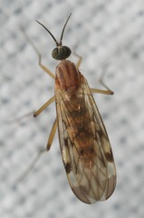 Sylvicola fenestralis