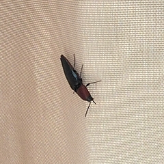 Parallelostethus attenuatus
