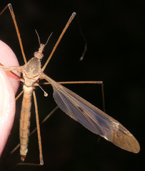 Tipula fulvipennis