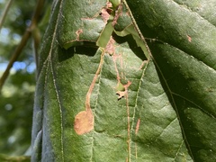 Ectoedemia clemensella
