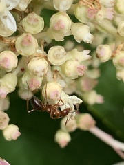 Formica pallidefulva
