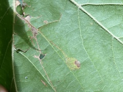 Ectoedemia clemensella