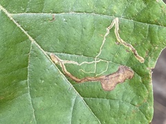 Ectoedemia clemensella