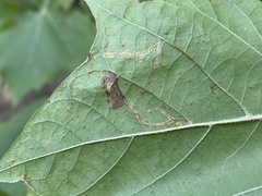 Ectoedemia clemensella