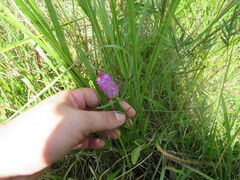 Polygala cruciata