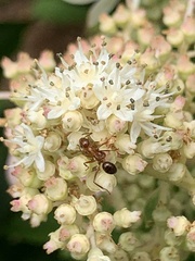 Formica pallidefulva